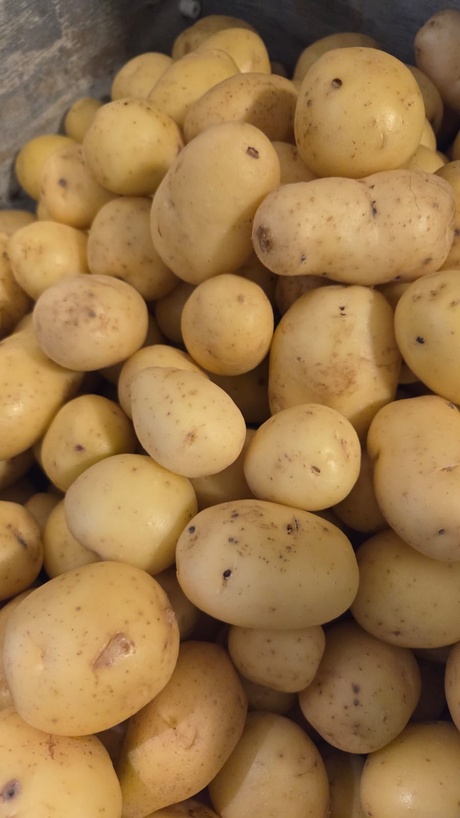 BEBEK PATATES / KG